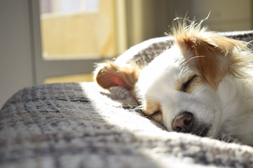 Convenções Condominiais Podem Proibir Animais?